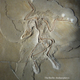 Illustration for article titled Earliest bird was not a bird? New fossil muddles the Archaeopteryx story